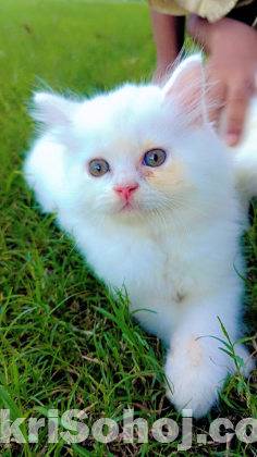 Persian cat